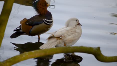 Colorful-mandarin-duck-and-white-female-duck-on-the-side-of-a-lake-washing-themselves-before-sleep-during-sundown