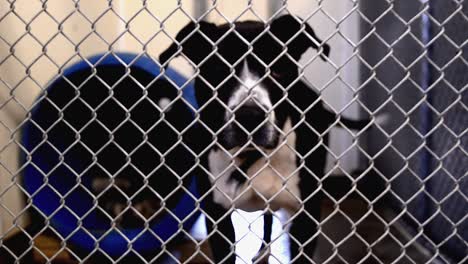 Dogs-looking-for-attention-behind-the-fences-in-their-cages-and-kennels-at-an-animal-control-facility