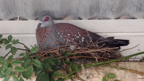 A-Red-eyed-pigeon-perched-on-a-nest-under-a-roof-in-South-Africa-CLOSE-UP