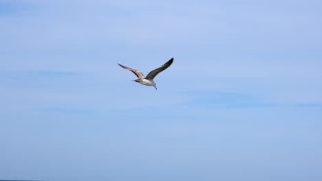 Wide-tracking-shot-of-beautiful-seagull-flying-under-blue-sky-during-daytime-with-wide-wings-spread