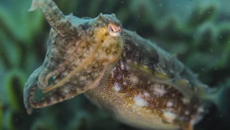 A-colourful-Cuttlefish-moving-its-tentacles-about-below-the-water