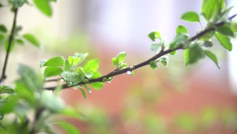 Frühlingsapfelbaumblätter-Und-Leichte-Regentropfen