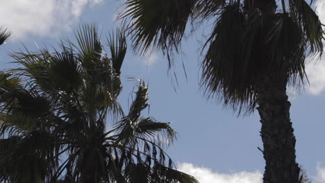 Palm-tree-tops-on-a-sunny-day