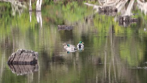 Three-ducks,-two-male,-one-female,-floating-on-top-of-trees-and-dead-stumps-reflecting-in-the-water