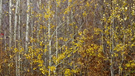 Wind-shakes-leaves-and-branches-of-birch