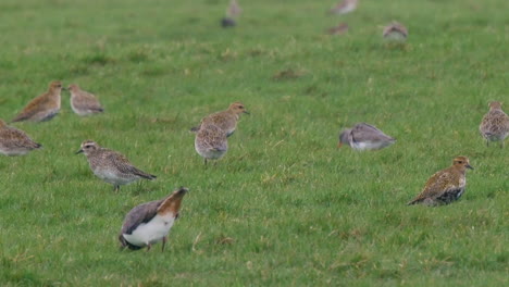 Golden-plover,-Redshank-and-Lapwing-feeding-on-an-Upland-pasture-in-the-North-Pennines-County-Durham-UK