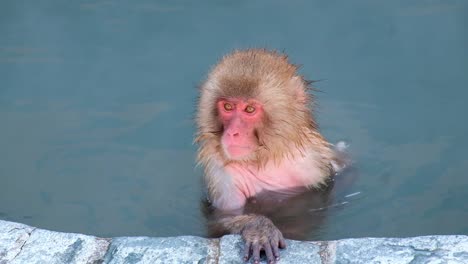 Affen-Onsen,-Video-Aufgenommen-In-Hakodate-–-Februar-2019-Nahaufnahme-Eines-Affen,-Der-Sich-In-Der-Heißen-Quelle-Amüsiert,-Sich-Kratzt-Und-Sich-Umschaut