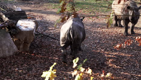 Rinoceronte-Pastando-Y-Caminando