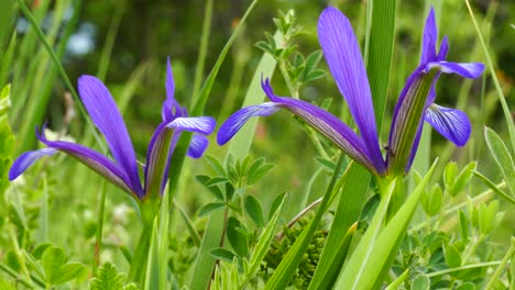 Primavera-Flor-Silvestre-Iris-Salvaje