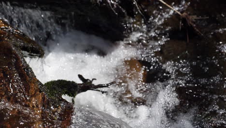 Great-slow-motion-shot-of-water-flowing-in-clear-mountain-stream