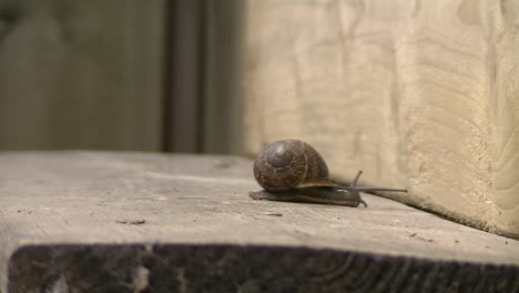 Fast-road-racing-snail