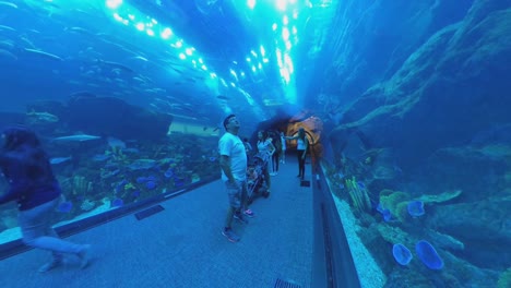 Aquarium---Underwater-Zoo-With-Large-Variety-Of-Fishes-in-The-Dubai-Mall