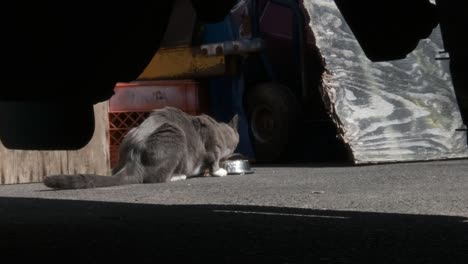 Unter-Autoansicht-Einer-Streunenden-Katze,-Die-Von-Einem-Barmherzigen-Samariter-Essen-Frisst