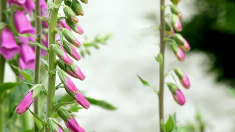 Budding-foxglove-flowers-and-stems-blow-around-in-a-gusty-wind-in-a-garden-setting