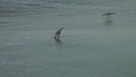 Sanderlings-Buscan-Comida-A-Lo-Largo-De-Una-Playa-De-Florida
