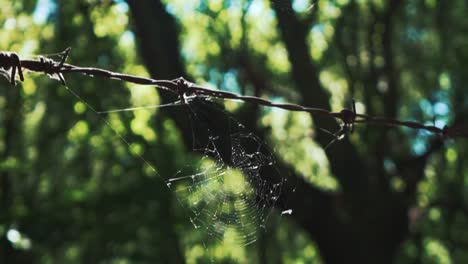 Spinnennetz-Auf-Einem-Verrosteten-Stacheldrahtzaun