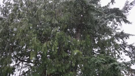 Snowflakes-falling-in-Slow-Motion-near-trees
