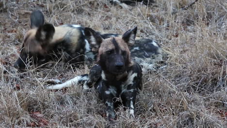 Ein-Paar-Afrikanischer-Wildhunde-Sitzt-Im-Gras,-Während-Einer-Ein-Fährtenhalsband-Trägt