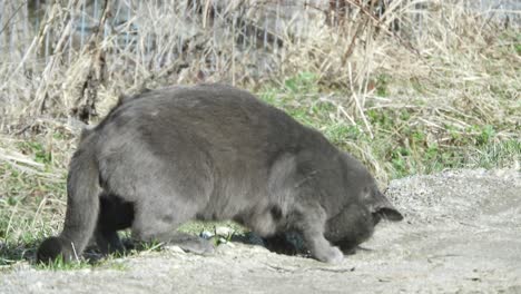 Gray-cat-enjoying-the-sun