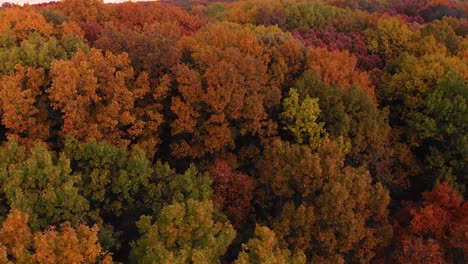 Rechter-Flug-Der-Niedrigen-Drohne-über-Herbstbäume-Illinois-4k