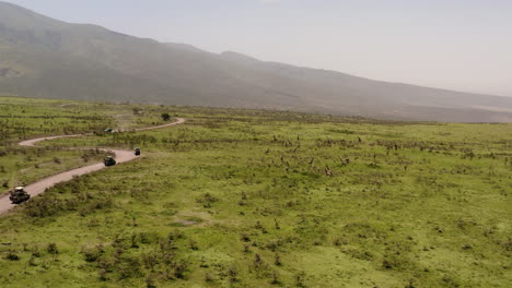 A-dusty-road-with-safari-tour-cars-passing-by-the-giraffes-on-the-hill-of-Ngorongoro-ridge,-near-Serengeti-Valley