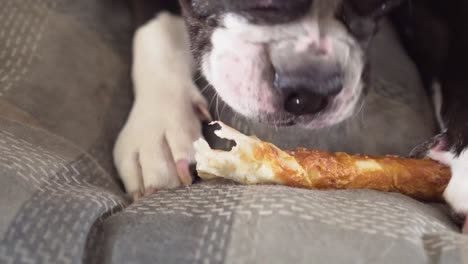 Dog-Lying-on-Cushion-Chewing-Pet-Treat-Closeup