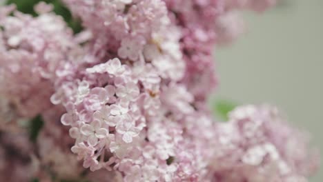 Rack-focus-on-a-bouquet-of-lilacs-in-a-bright-house