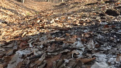 A-walk-in-the-forest,-early-spring-season,-filmed-from-the-ground