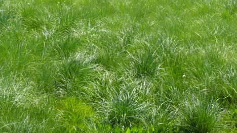 Lush-meadow-with-lush-grass