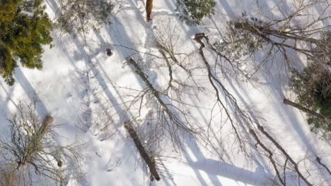 Seguimiento-De-Dos-Ciervos-Caminando-Por-Un-Bosque-Invernal-Con-Largas-Sombras-Aéreas-De-Cerca