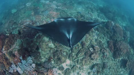 A-majestic-Manta-Ray-gliding-over-a-coral-reef