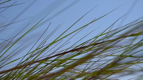 close-up-sea-grass-blowing-in-wind-with-blue-sky