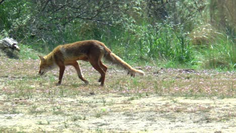 A-red-fox-walks-into-its-territory,-stops-and-looks-back
