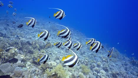 Escolarización-Bannerfish-Nadando-En-El-Arrecife-De-Coral