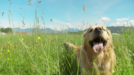 Golden-retriever-dog-looks-around-and-walks-through-a-field-of-tall-grass