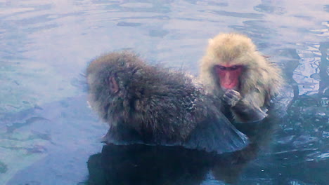 Pareja-De-Monos-Sentados-En-Aguas-Termales-Limpiándose-Unos-A-Otros-En-El-Parque-De-Monos-De-Nieve-Japón