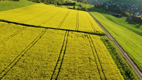 aerial-reveal-shot-of-rapeseed-field-in-full-flower-with-beautiful-small-path-for-people,-relaxing-place-in-the-nature-switzerland-springtime