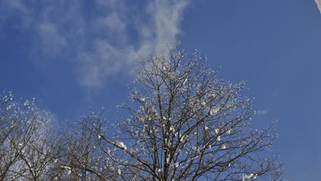 Time-lapse-of-clouds-moving-behind-a-bare-tree-in-winter-with-last-bit-of-snow-on-the-tree,-in-the-Alps-with-blue-sky