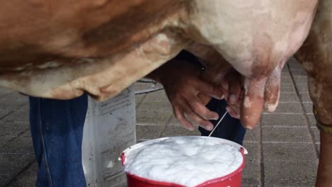 Big-cow-being-milked-by-a-farmer