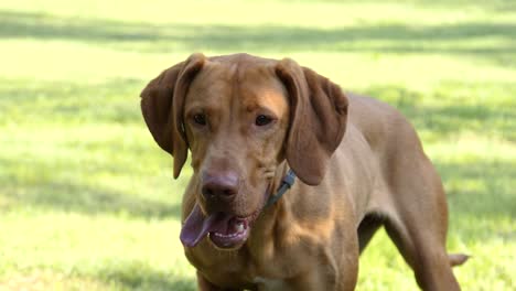 Closeup-of-a-Hungarian-Pointer-retriever-"Vizsla"-turning-its-face-toward-the-camera-while-its-tongue-is-hanging-out-from-the-mouth,-focusing-on-the-ball---180-fps-slow-motion