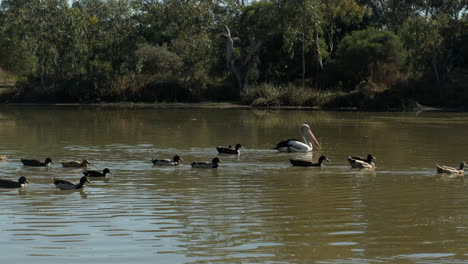 Großer-Weißer-Pelikan-Verschluckt-Ein-Großes-Brötchen,-Während-Er-In-Einem-Teich-Schwimmt