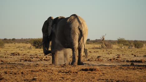 Erwachsener-Afrikanischer-Elefant-Beim-Staubbad,-In-Der-Trockensavanne,-Statische-Aufnahme