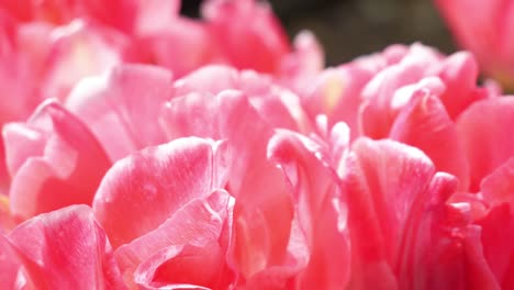 Close-up-on-pink-flower-petals