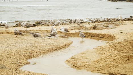 Seagulls-resting-near-small-water-stream-carved-in-the-sand-of-Matosinhos-beach,-Porto,-Portugal