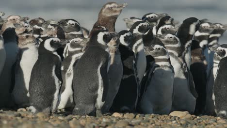 Pinguine-Drängen-Sich-In-Den-Winden-Patagoniens