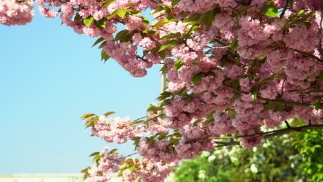 Zeitlupe-Einer-Kirschblüte,-Die-Gerade-Im-Frühling-Blühte,-Windwind-Durch-Die-Rosa-Blütenblätter