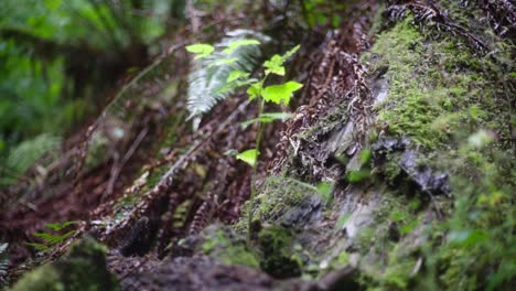 Dewey-leaves-in-rainforest