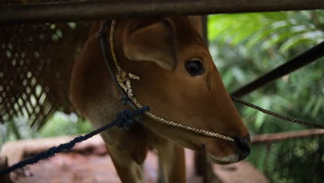Handheld-slow-motion-shot-of-a-cow-in-a-small-barn-in-Bali,-Indonesia