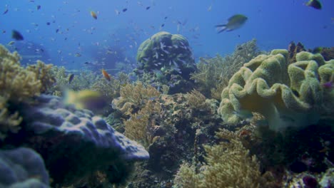 Kamera-Gleitet-Langsam-Durch-Ein-Gesundes-Korallenriff-In-Raja-Ampat