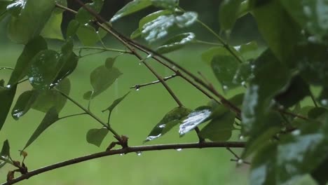 Rain-drops-hitting-lilac-leaves-during-rainy-day